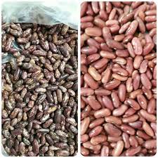 عرضه انواع لوبیا ایرانی و خارجی