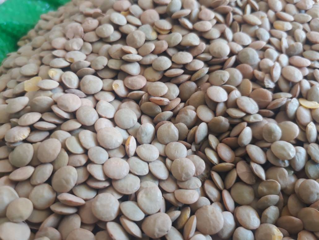 واردات عدس کانادایی به صورت مستقیم