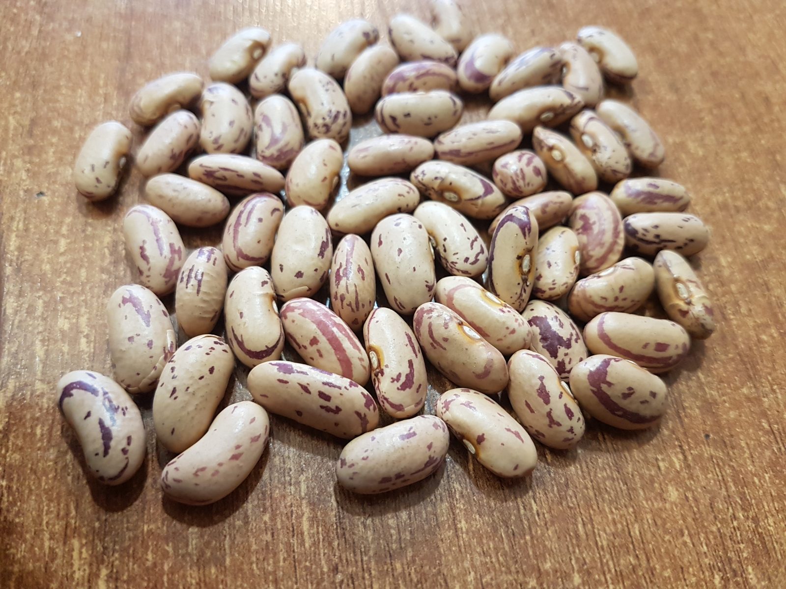خرید لوبیا چیتی چینی ارزان
