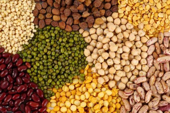 فروش نخود روسی، معمولی و فرنگی