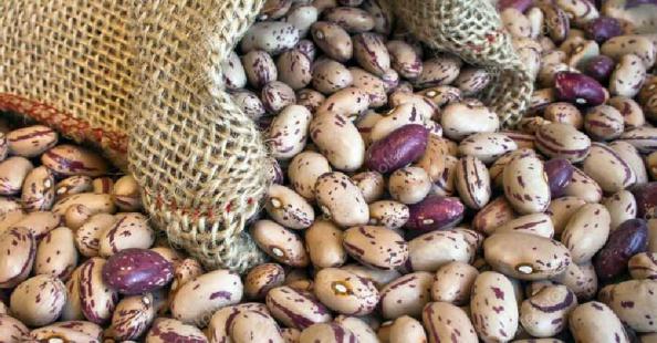 پخش کلی حبوبات در سراسر کشور