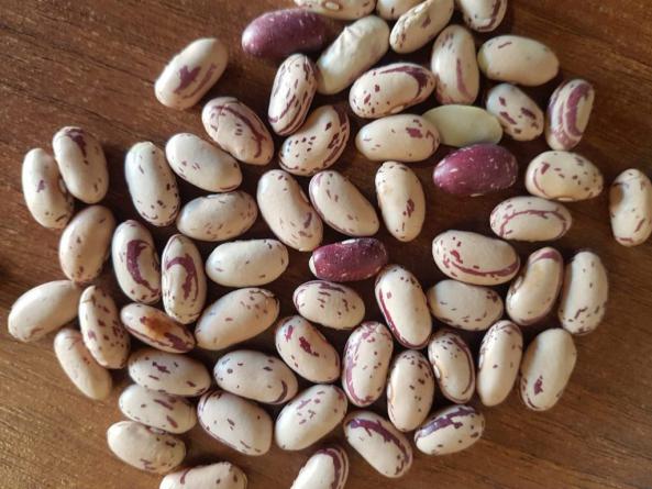 مرکز لوبیا چیتی ازبکستان