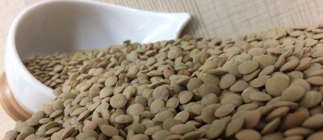 پخش عمده عدس کانادایی